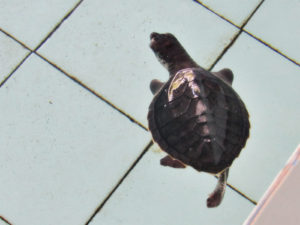 turtle conservation center bali