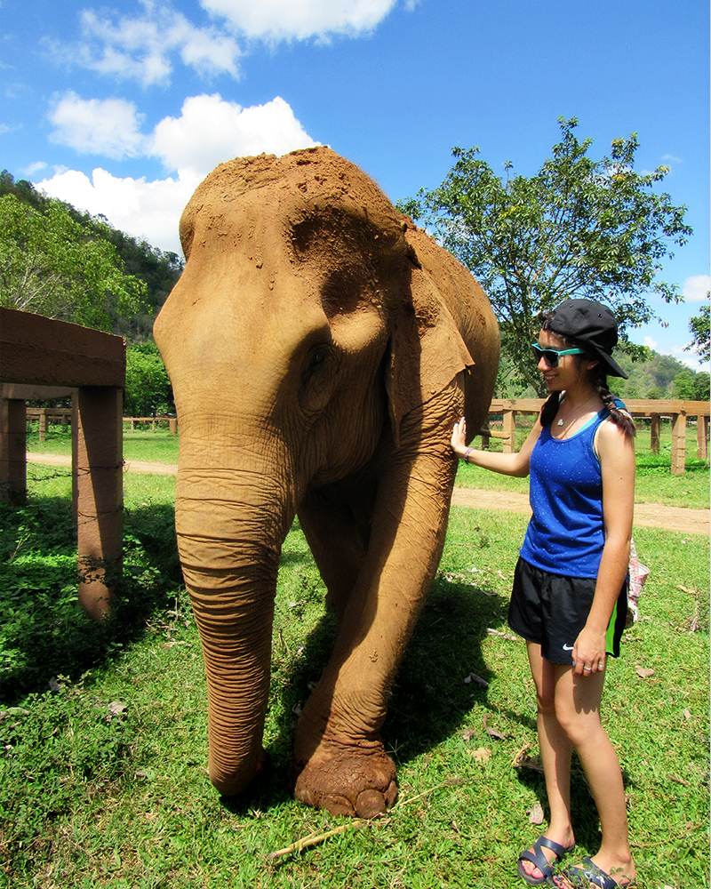 meeting the elephants at elephant nature park