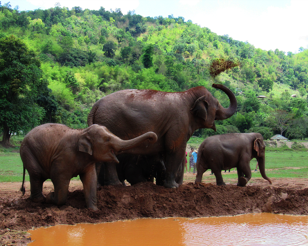 Elephants at Elephant Nature park playing in the mud