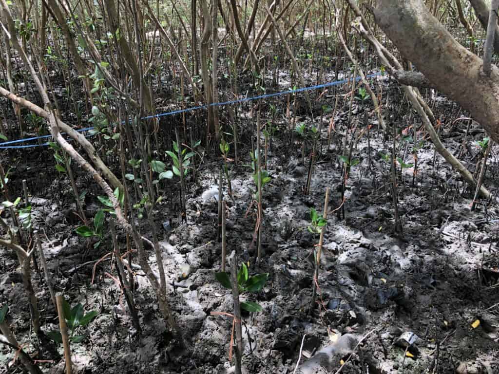 mangrove forest bangkok