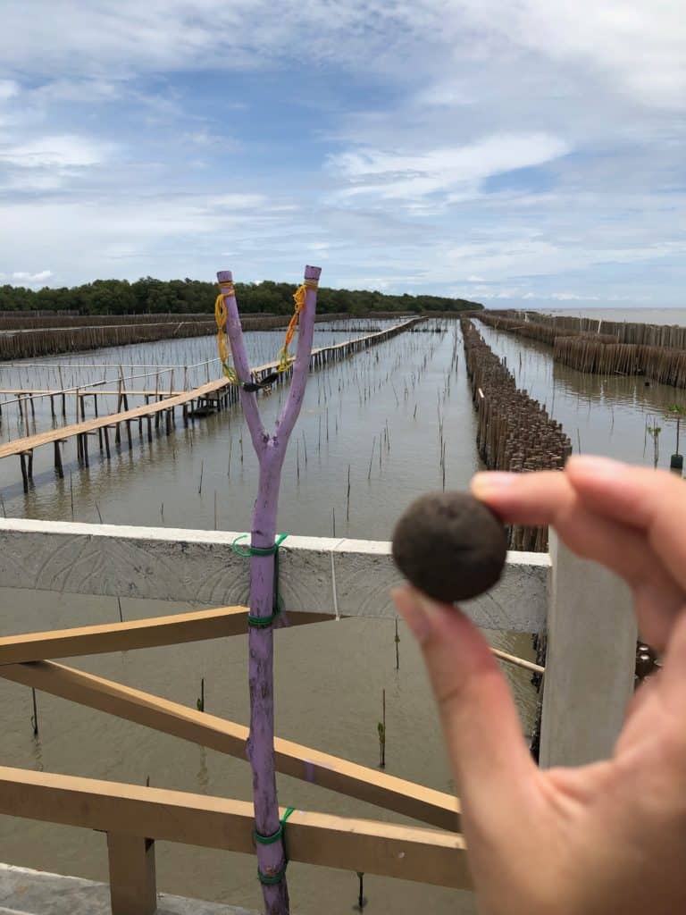 planting seeds for the mangrove forest in bangkok