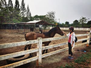 Read more about the article Horse Riding & Wineries near Bangkok in Khao Yai National Park