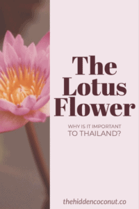 the lotus flower in Thailand