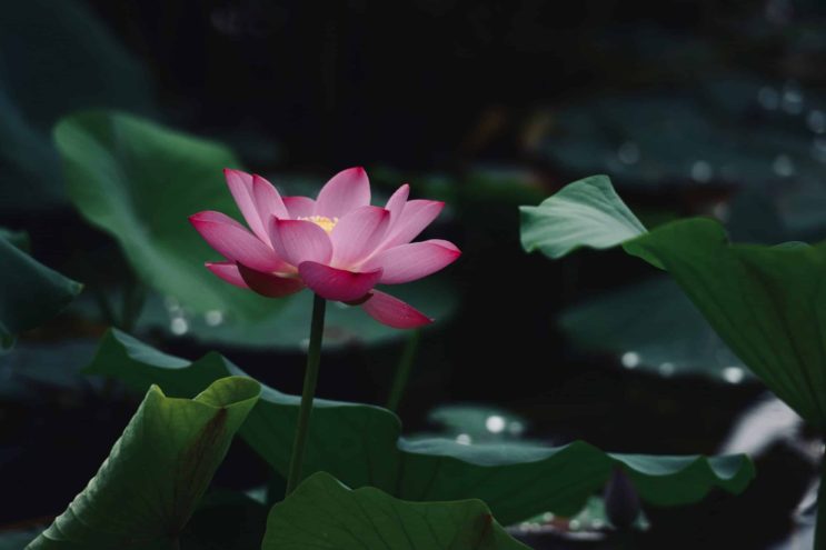 Read more about the article The Lotus Flower in Thailand and its Significance