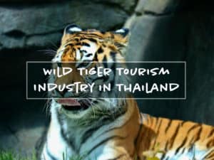 Read more about the article Tiger Kingdom in Thailand – The Exotic Animal Business