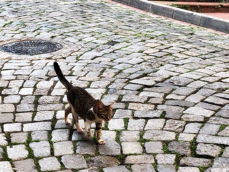 interesting facts about Istanbul, cats are everywhere