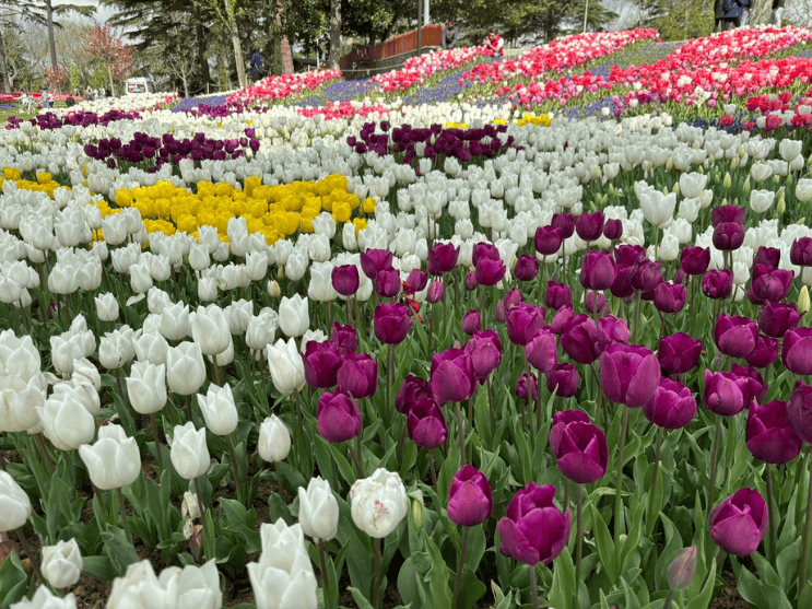 Istanbul tulip festival